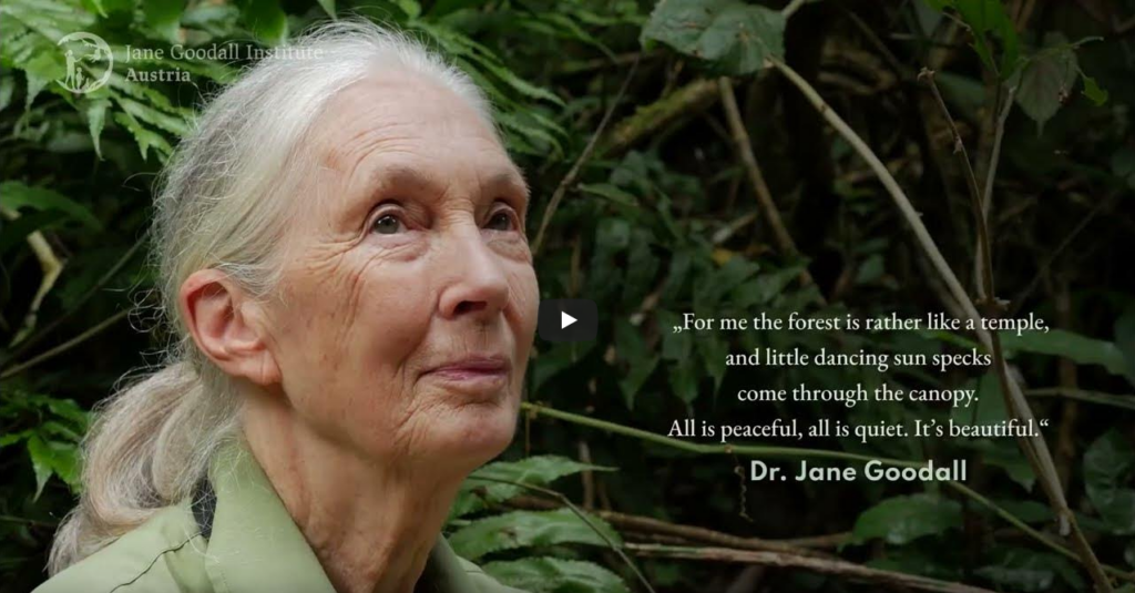 Explainer films | Jane Goodall Institute Austria