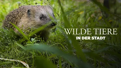 Dokumentation | Wilde Tiere in der Stadt - Willkommen in der Nachbarschaft